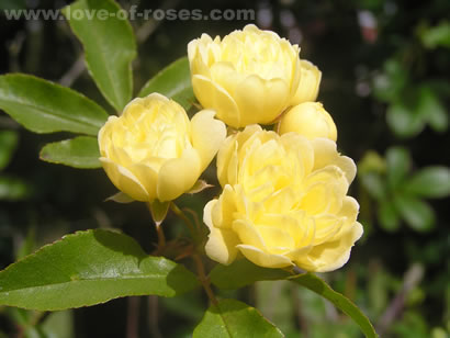 گل آبشار طلایی